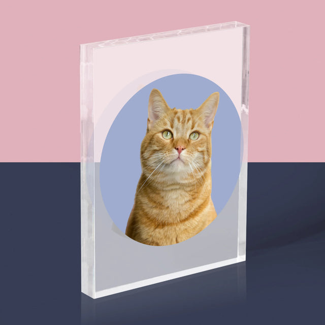 Fénykép: Cicád - Akrilüveg