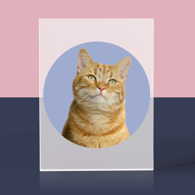 Fénykép: Cicád - Akrilüveg