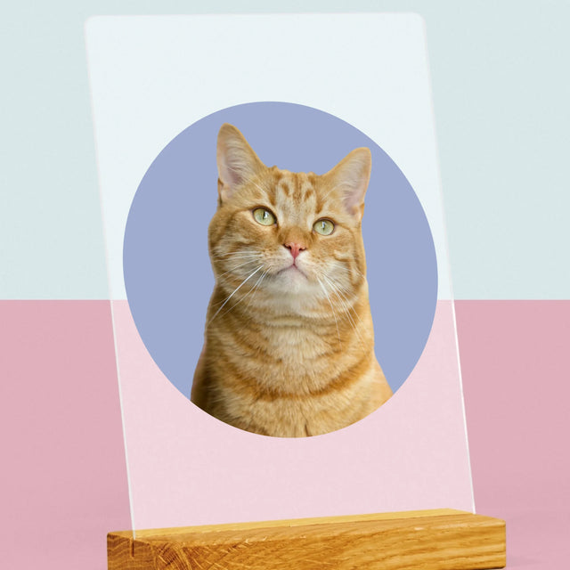 Fénykép: Cicád - Akrilüvegre Nyomtatott Kép