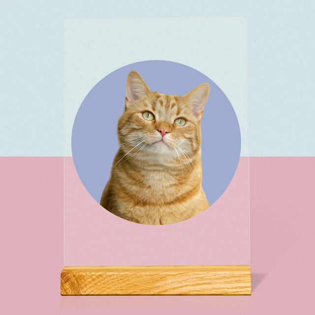 Fénykép: Cicád - Akrilüvegre Nyomtatott Kép