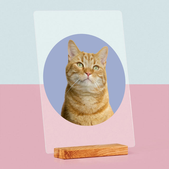 Fénykép: Cicád - Akrilüvegre Nyomtatott Kép