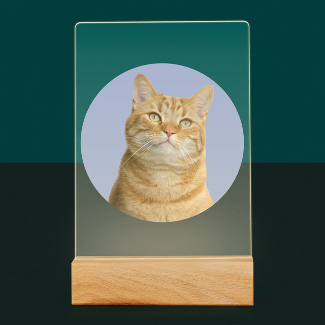 Fénykép: Cicád - Akrilüvegre Nyomtatott Kép