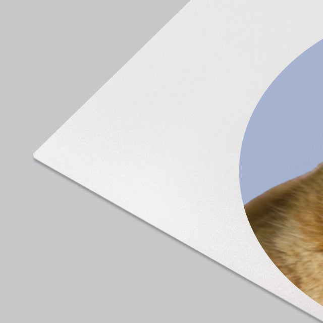 Fénykép: Cicád - Íróasztal Alátét